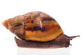 Achatina achatina achatina Ghana typ 2 F1 semiadult